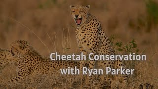 Cheetah Conservation With Ryan Parker