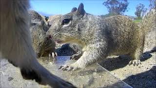 White Squirrels at Dana Point Harbor