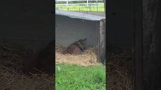 A Quick And Easy Storm Shelter For Our Calves In Michigan! #farmlife #shorts #homesteading #diy #cow