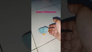 Obat Jenuh Pelihara Anak Ayam