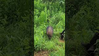 Happy pigs in a new field! #americanguineahogs #landclearingcrew #weedeaters #NaturesCadenceFarm