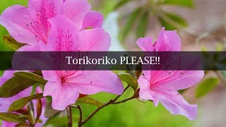 Torikoriko PLEASE!! [KARAOKE]