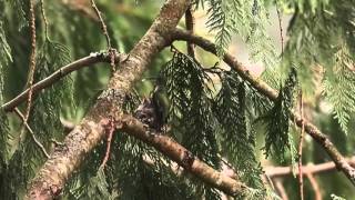 Hummingbird feeding baby in nest