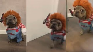 DOG DEADLY DOLL HALLOWEEN COSTUME---DOG WITH KNIFE COSTUME