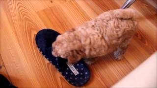 Poodle puppy is playing with his dad