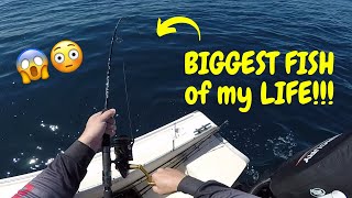 30KG (66LB) COBIA EATS MY BAIT AT THE ROD TIP!! (Crazy fight!!)