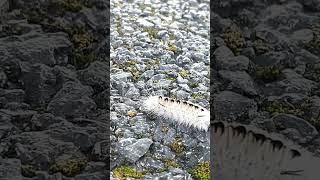 White hickory tussock moth caterpillar#caterpillar