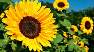 Como sembrar GIRASOLES y germinar en 5 Días