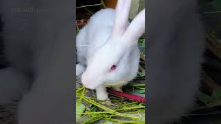 ఇంట్లో కుందేలు #Rabit #home