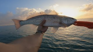 Redfish Limit at the Port Mansfield Jetties plus circling Blacktips