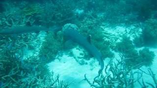 Snorkeling with Two Sharks & Turtle Great Barrier Reef.AVI