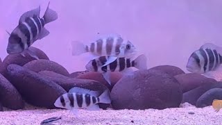 Frontosa cichlid Afrika with Coral Rock #Short