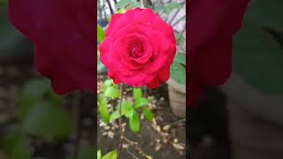 #nature#red#rose#foryou#love#song#status#jaan ban gye#ytshorts#music#bollywood#Asees kaur#mithoon❤