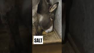 Lose salt is the best. Equine will never eat too much salt.  #donkey #horse