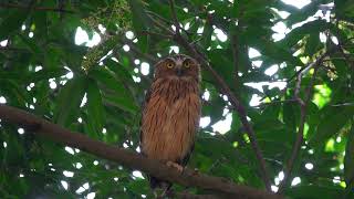 Buffy Fish Owl at Hampstead Wetlands Park