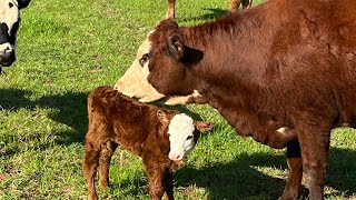 Moose’s Birth! New calf born and his first couple hours!