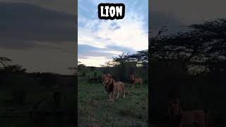 Lion #shorts #viral #trending