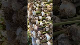 Homegrown Garlic is Fun  #zone6b  #gardening #garlic #harvest #organic