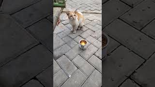 Kucing Kampung Belum Terbiasa Makan Milet #shorts