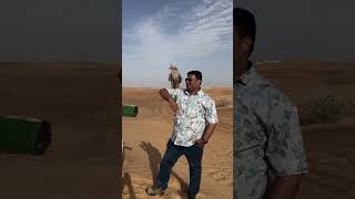 Discover The Majestic Falcons Of Dubai's Desert!