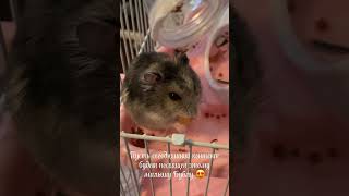 Бубл 🐹