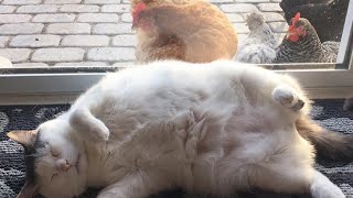 😂 Funniest Cats and Dogs Videos 😺🐶 || 🥰😹 Hilarious Animal Compilation №372