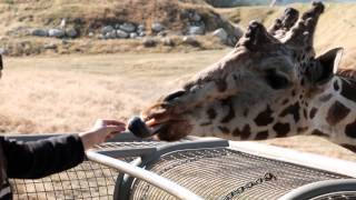 Evy feeds a giraffe