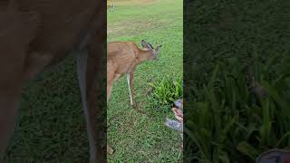 Wild Buck deer in my yard!! #deer #wildlife #nature #love