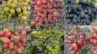 В гостях у Володимира огляд ГФ винограду 3 серпня 2024