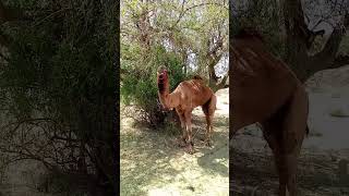 #beautiful #camel #video #viral