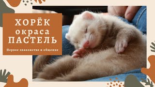 ХОРЁК как домашнее животное, в условиях ДОМА: играет, спит. Фретка - рассказываем, чем кормить, УХОД