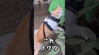 全部ボクの！自分の匂いをつけアピールする猫 #元野良猫チャチャ #猫武将 #ねこさんぽ #cat #ねこ #猫 #猫侍 #チャチャ