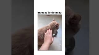 Invocação no miau