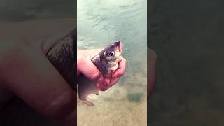 Краснокнижная рыбы Рыбец , Отпущен!#shortsvideo#fishing#youtubeshorts#shorts#рыбалка