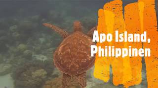 Apo Island, Philippinen, Schildkröte