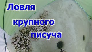 Рыбалка просто огонь, писуч прёт как из бочки  Суйфун штаны.