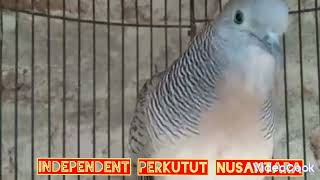 Perkutut Memancing emosi lawan yg dengar pasti ikut