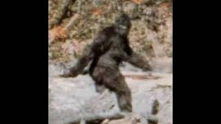 Bigfoot: A History