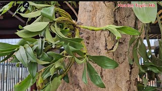 chọn mua lan rừng và ghép lên cây_ Choose to buy wild orchids and graft them on ..