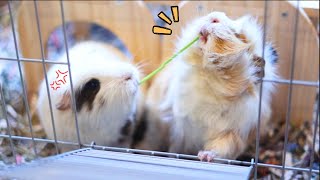 2 Dramatic Guinea Pigs Play Tug A War