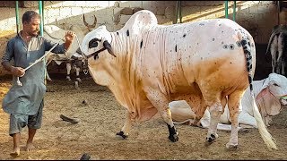 Foji Print Bachra || Beautiful Bull In Laal Baba Cattle Farm