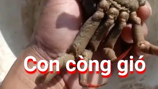 Vũng tàu_ đặc sản_con còng gió/HKT.TV#8