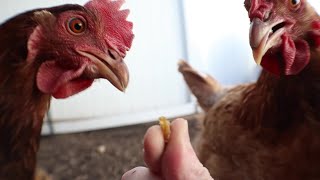 Chicken treat time! - slo-mo