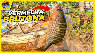 Olha que coisa linda! Foi grande a força que esse peixe fez. Pescaria