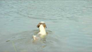 dog swimming