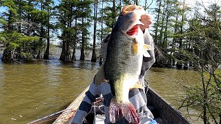 Epic once in a lifetime Battle with a Double digit Bass!! #goprohero8 #fishing #fishingtips