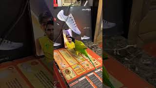 tere liye bhi mai jinda hu #parrot #birds #pets #pigeon #funny #hashtag #viral #song #music