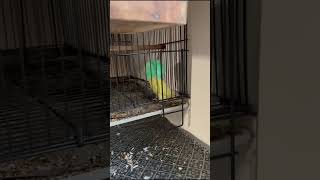 When Your Bird is Too naughty #lovebird #rahimalidhillon #naveedsheikh #trending #reels #viraltiktok