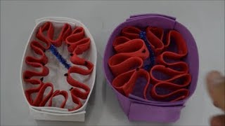 Mitokondri modeli yapımı - Lise ve Ortaokul Deneyleri -  Kurtuluş ATLI (Making mitochondrial model)