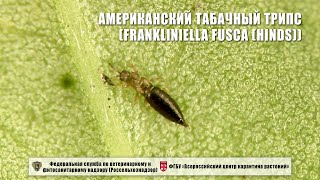 Американский табачный трипс (Frankliniella fusca (Hinds))